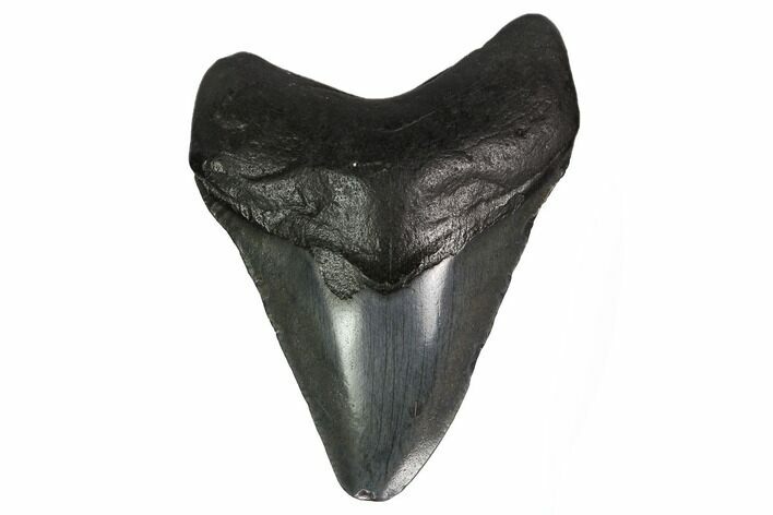 Fossil Megalodon Tooth - South Carolina #164927